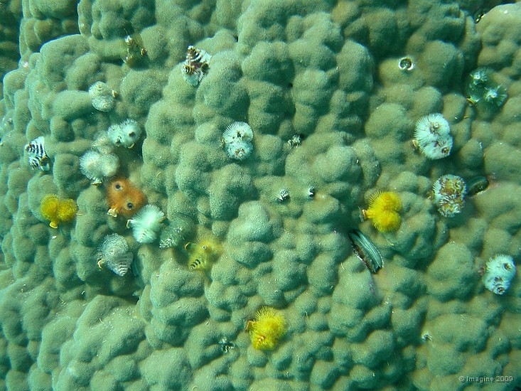 71- Massif de porites envahi par des vers multicolores.JPG